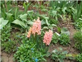 zumbul  Gipsy Queen -lat. hyacinthus 